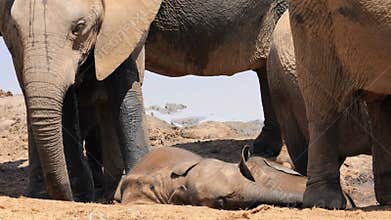 Playful baby elephants - Addo Elephant National Park