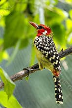 Woodpecker bird