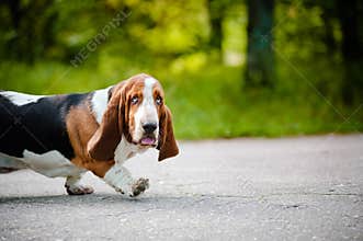 Cute dog Basset hound walking on the road