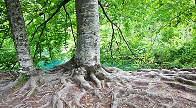 Tree roots