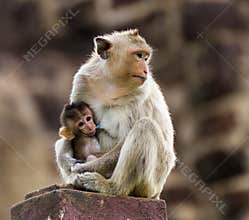 Baby monkey and mother