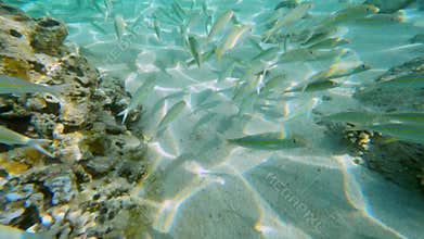 Tropical coral reefs with colorful fishes