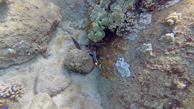 Tropical coral reefs with colorful fishes