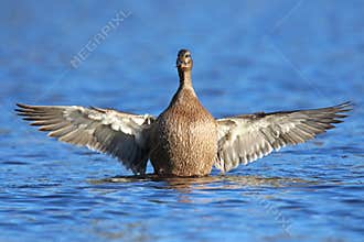 Symmetry in Nature: A mallard duck stretches out it's wings