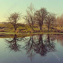 Trees and reflection