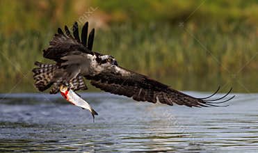 Osprey catching fish in Maine