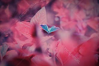 Butterfly perching on pink meadow background