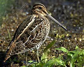 Common Snipe (Capella gallinag