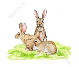 Cute bunnies on the green grass. Watercolor hand drawn illustration. Little fluffy farm animals. Small rabbits siting on
