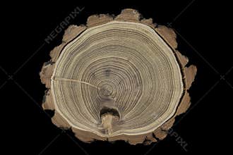 Maple tree slice isolated on black background. Tree anatomy