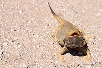 The Bearded Dragon