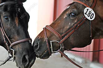 Two Horses