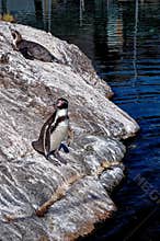 Penguins in Alesund Aquarium - Norway