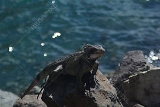 Wild Iguana Perched on Rocks by the Water