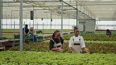 Two african american greenhouse workers standing between rows of lettuce crops inspecting plants