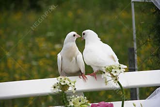 Wedding doves