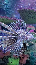 Lionfish swimming