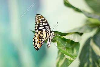 Beauty butterfly in Nature