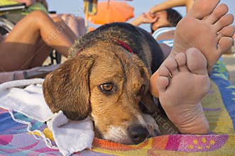 Dog thoughtful