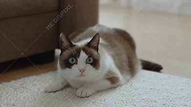 Close up shot of domestic cat lying on floor and running to camera, feeling afraid and need to attack, slow motion