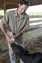 Bottle Feeding Calf