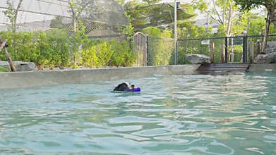 Playful border collie dog jump and play catch up toy at swimming pool in summer.