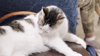 Domestic cat enjoys taking care of body lying on chair