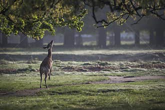Young deer attempting to eat from a low hanging branch