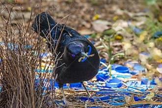 A Satin Bowerbird in the midst of its blue ornaments at its bower