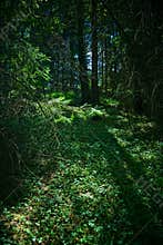 Forest
