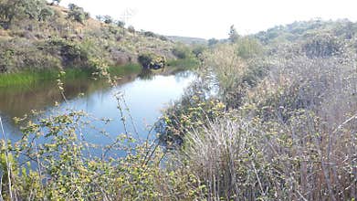 Tranquil River, still water with reeds and birds