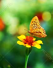 Butterfly on flower