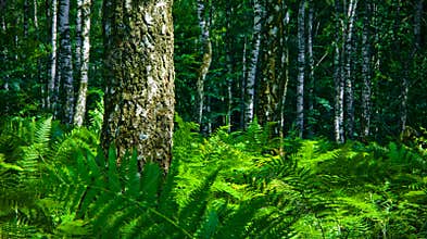 Birch forest