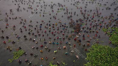 Traditional fishing festival