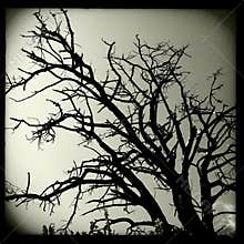 Tree Silhouette