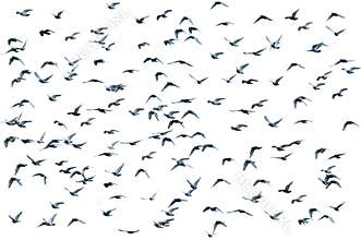Flock of birds, isolated