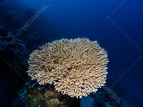 Acropora Table Coral