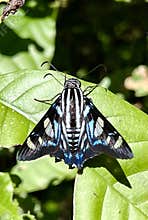Black and blue butterfly