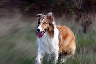 Collie