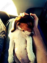 Cute Beagle puppy laying on his back