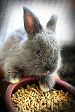 Cute baby rabbit