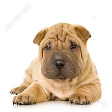 Sharpei