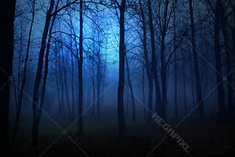 Blue Woods