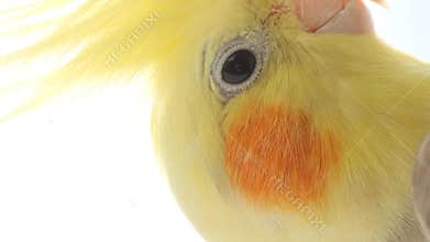 Yellow parrot with big bangs in bright sunlight. Vertical video