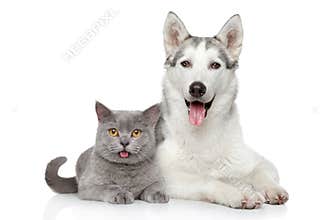 Happy cat and dog together on a white