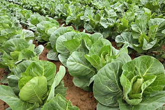 Rows of cabbage on a field
