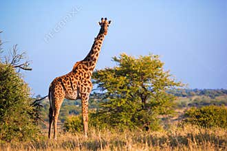 Giraffe on savanna. Safari in Serengeti, Tanzania, Africa