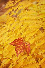 Acadia National Forest Fall colors fern.