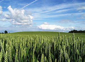 wheat field