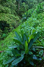 Early morning green jungle valley view